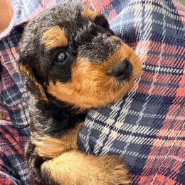 Miss Pink - Black and tan female Airedale Terrier puppy in Mooresville, North Carolina from Farm 55