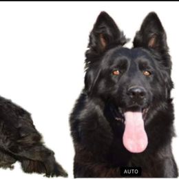 Burma - German Shepherd