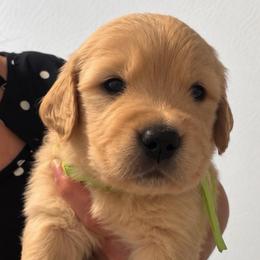 7th pick boy - Golden male Golden Retriever puppy in Fresno, California from Warwick’s Central California Goldens