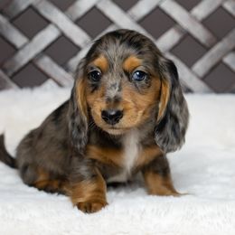 Dachshund Puppies from Dachsy