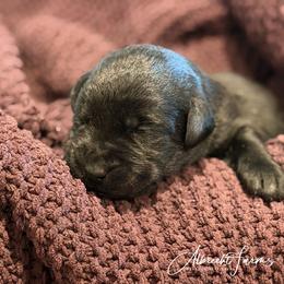 Lilac Girl - Black female Labrador Retriever puppy in Colorado from Albrecht Farms Labrador Retrievers