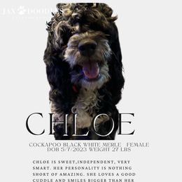 Chloe - Cockapoo