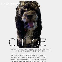 Chloe - Cockapoo