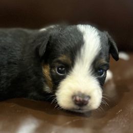 Black male-2H - Black tri male Toy Australian Shepherd puppy in Lame Deer, Montana from Bar M Toy Aussies