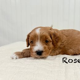 Rose - Red  female Goldendoodle puppy in Springville, Utah from JW Doodles