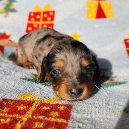 Hazel - Dapple female Dachshund puppy in Anaconda, Montana from Williams Family Dachshunds