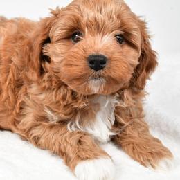 Teddy - Apricot male Cavapoo puppy in Millersburg, Ohio from Ohio Puppy Paws