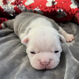 Casper - Blue male Boston Terrier puppy in Red Bluff, California from Sugar Baby Bostons
