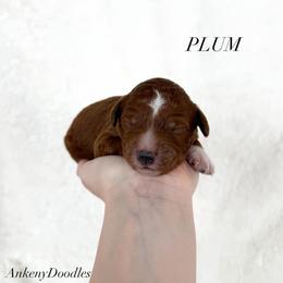 Plum - Red  male Goldendoodle puppy in Independence, Oregon from Ankeny Doodles