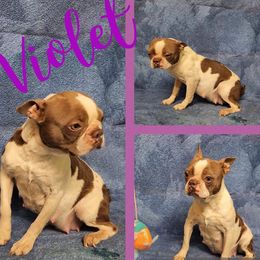 Violet - Boston Terrier
