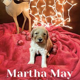 Marth May - Red  Goldendoodle puppy in Rushmore, Minnesota from Country Side doodles and poodles