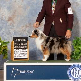 Meme - Blue merle female Miniature American Shepherd puppy in Cache, Oklahoma from Southern Charm Mini Aussies