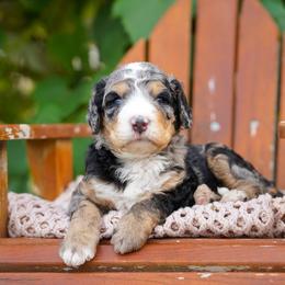 Smokey - Merle male Bernedoodle puppy in Spokane, Washington from Lilac City Doodles