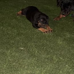 Red girl - Black and mahogany female Rottweiler puppy in Colorado Springs, Colorado from Von Locher Rotties