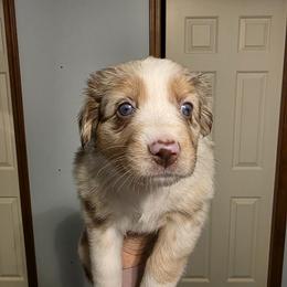 Suri - Red merle female Australian Shepherd puppy in Oak Ridge, Missouri from Myers Farm Aussies