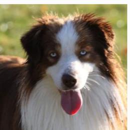 Banner - Miniature American Shepherd