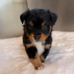 BTF1 - Black tri female Miniature Australian Shepherd puppy in Dayton, Washington from Rafter 22 Aussies
