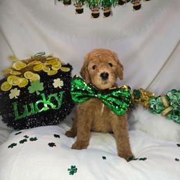 Billy - Red  male Goldendoodle puppy in Georgetown, Tennessee from Georgetown Designer & Purebred Puppies