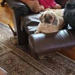 Shih Tzus from Shih Tzu Junction