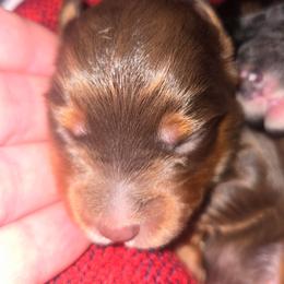 Miss Amber (Miss Brown) - Red tri-color female Aussiedoodle puppy in Dolan Springs, Arizona from High Desert Companions