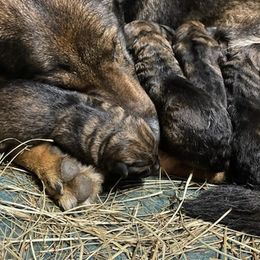 German Shepherds from Schultzenhaus Kennels