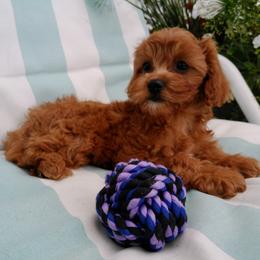 Cavalier King Charles Spaniel, Goldendoodle, and Golden Retriever Puppies from Outback Puppies