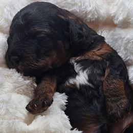 Shadow - Black and tan male Cavapoo puppy in Glendale, Arizona from Cool Cavapoos