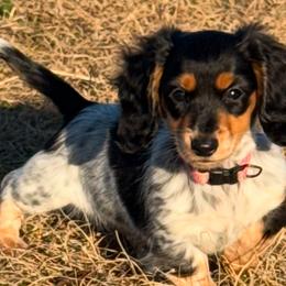 American Corgis and Dachshunds from Rafter C Ranch Doxies