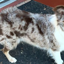 Luna - Miniature Australian Shepherd