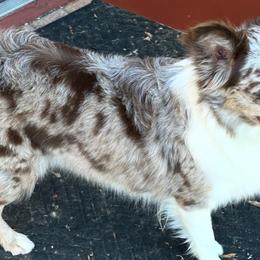 Luna - Miniature Australian Shepherd