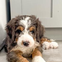 Bernedoodle and Bernese Mountain Dog Puppies from Central Wisconsin Bernedoodles