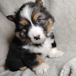 Fluffy Silver Collar - Black and tan male Pembroke Welsh Corgi puppy in Yelm, Washington from Tolbolton Creek Corgis