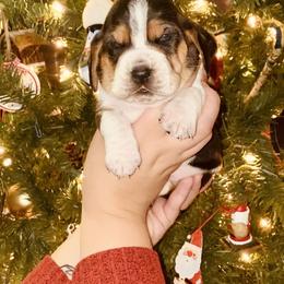 Basset Hound Puppies from Low and Slow Basset Hounds