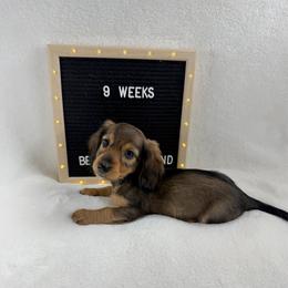 Letty - Sable female Dachshund puppy in Dickinson, Texas from Beth’s Doxieland