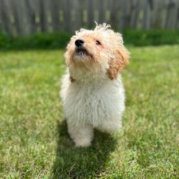 Marshmallow - Cream male Goldendoodle puppy in Noblesville, Indiana from R and H Doodles