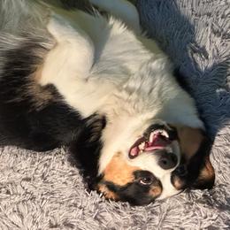 Abby - Pembroke Welsh Corgi