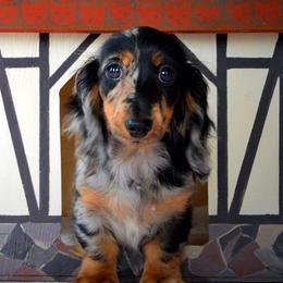 Dachshund Puppies from Desert Rose