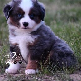 Miniature Australian Shepherd and Toy Australian Shepherd Puppies from A2A Aussies