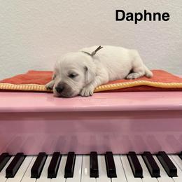 Daphne - Light golden female Golden Retriever puppy in Conroe, Texas from Tails of Cypress
