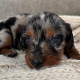 Angel - Dapple female Dachshund puppy in Mesa, Arizona from Ruby Desert Doxies