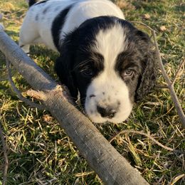 English Springer Spaniel Puppies from Hometown Springers
