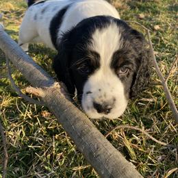 English Springer Spaniel Puppies from Hometown Springers