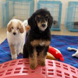 Elphaba - Phantom female Poodle puppy in Bellville, Ohio from Cedar Ridge Standard Poodles