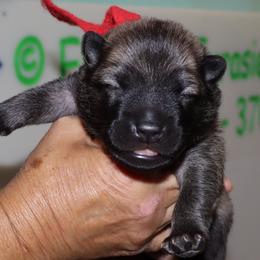 Red Collar - Black male Eurasier puppy in Lakewood, Ohio from Exquisite Eurasier