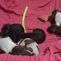 German Shorthaired Pointer Puppies from Marie Appel