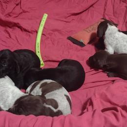 German Shorthaired Pointer Puppies from Marie Appel
