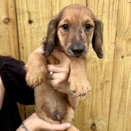 Teddy - Cream male Dachshund puppy in Mountain Home, Arkansas from The Teacup Homestead Miniature Dachshunds