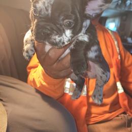 French Bulldog Puppies from French Bulldog
