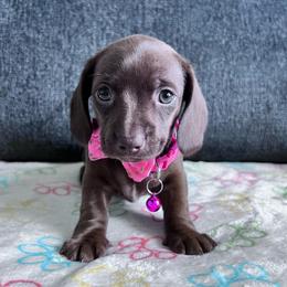 Brulee - Chocolate female Dachshund puppy in Ocala, Florida from Weenie Boops