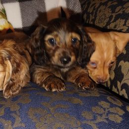 Dachshunds from DMC Dachshunds